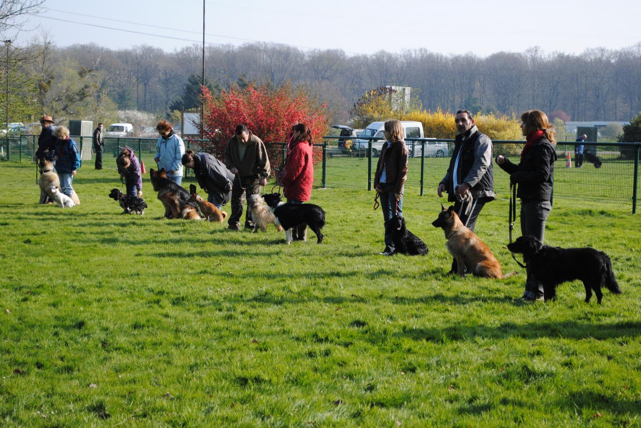 éducation canine