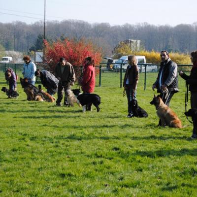 éducation canine