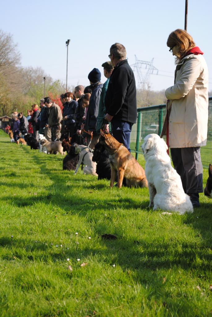 éducation canine