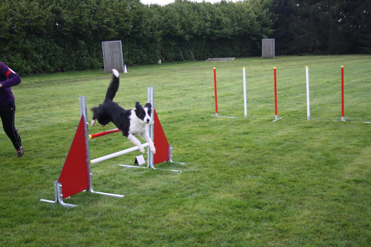 saut d'obstacle