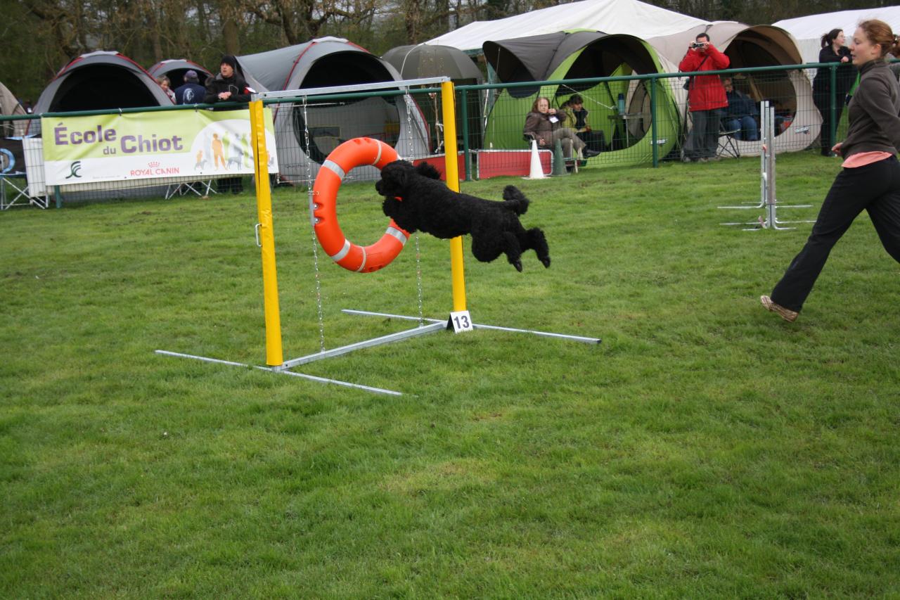 saut d'obstacle