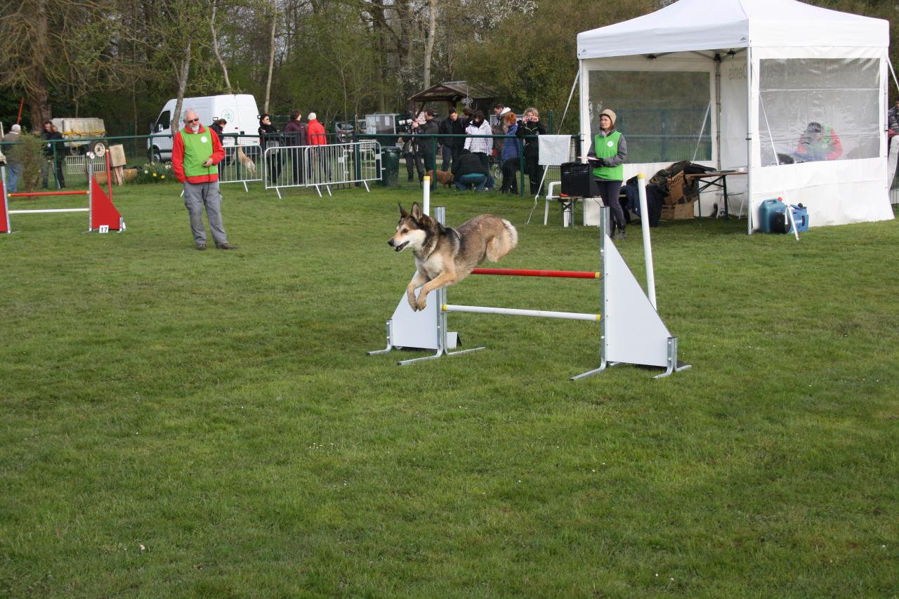 saut d'obstacle