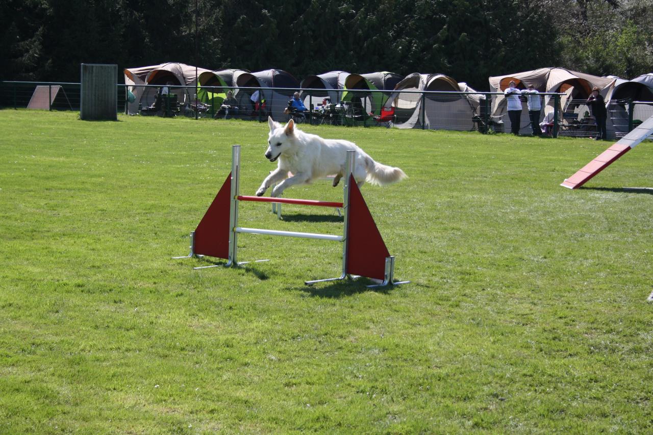 saut d'obstacle