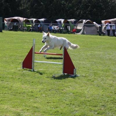 saut d'obstacle