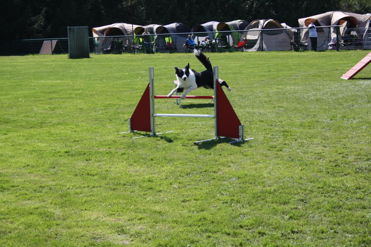 saut d'obstacle