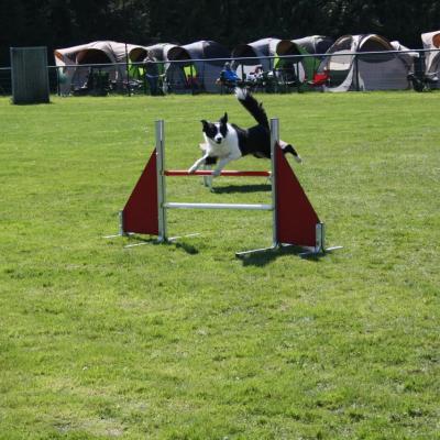 saut d'obstacle