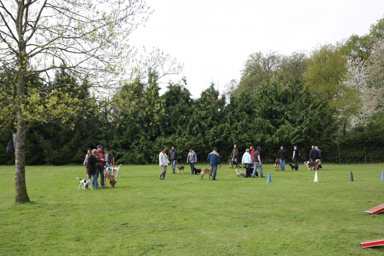 cours collectif - éducation canine