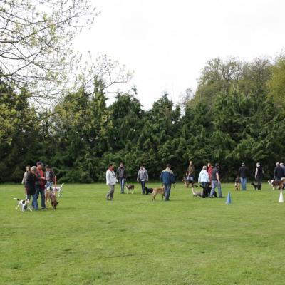 cours collectif - éducation canine