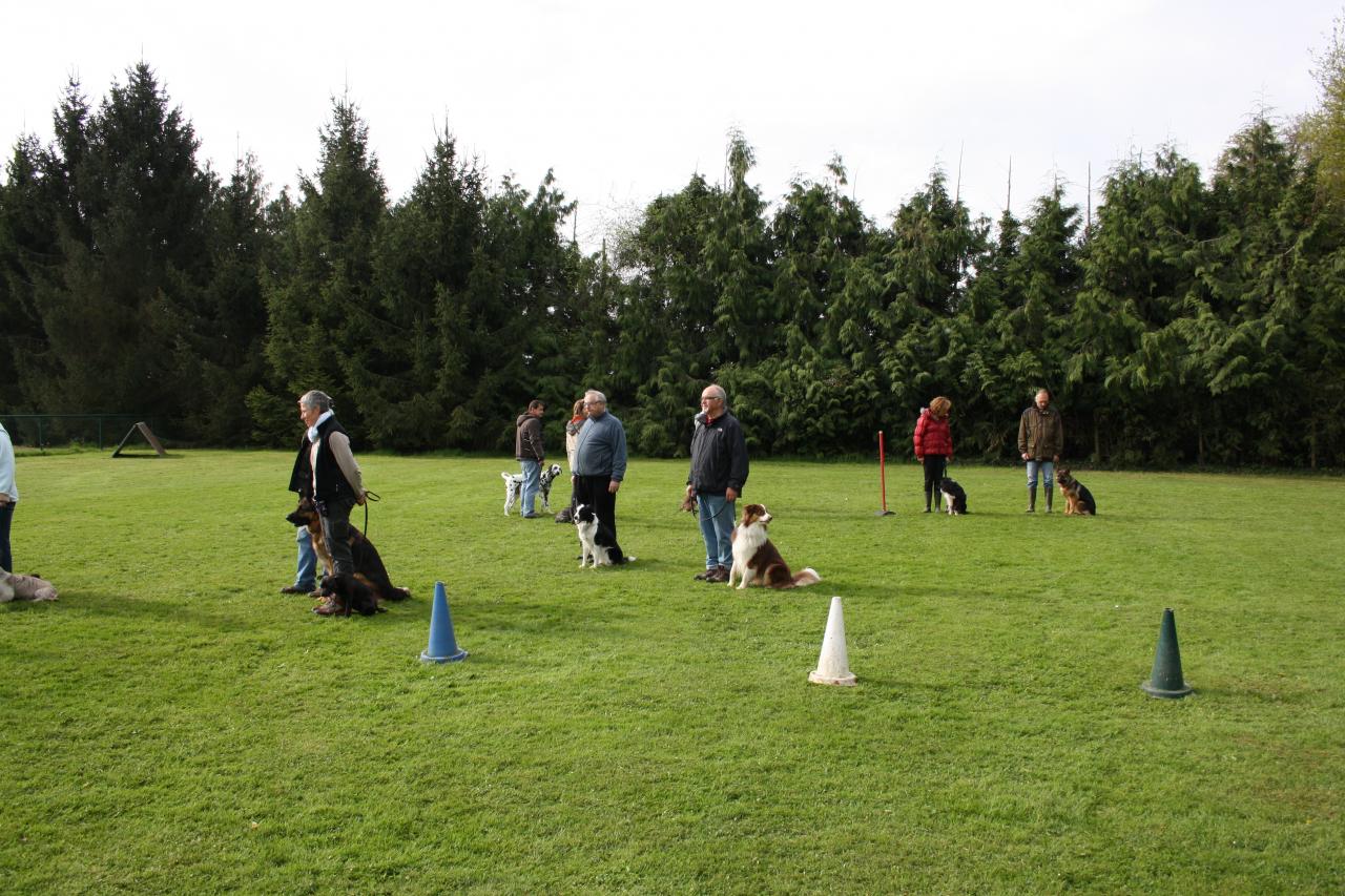 cours collectif - éducation canine