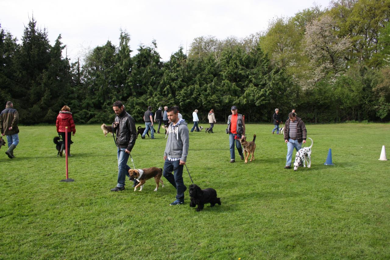 cours collectif - éducation canine