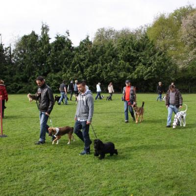 cours collectif - éducation canine