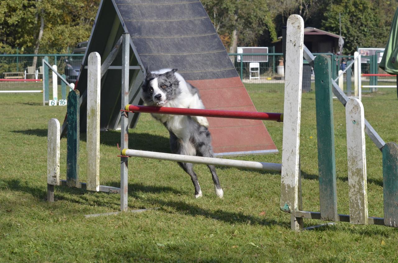 Ipsy, le border collie à Guilherme