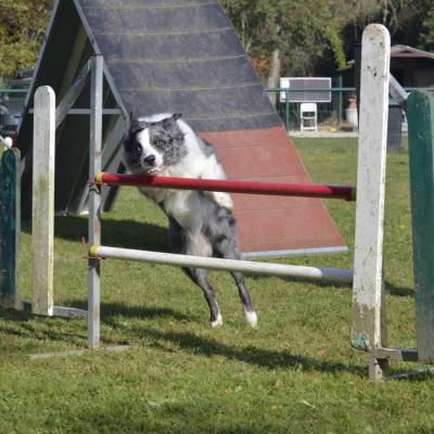 Ipsy, le border collie à Guilherme