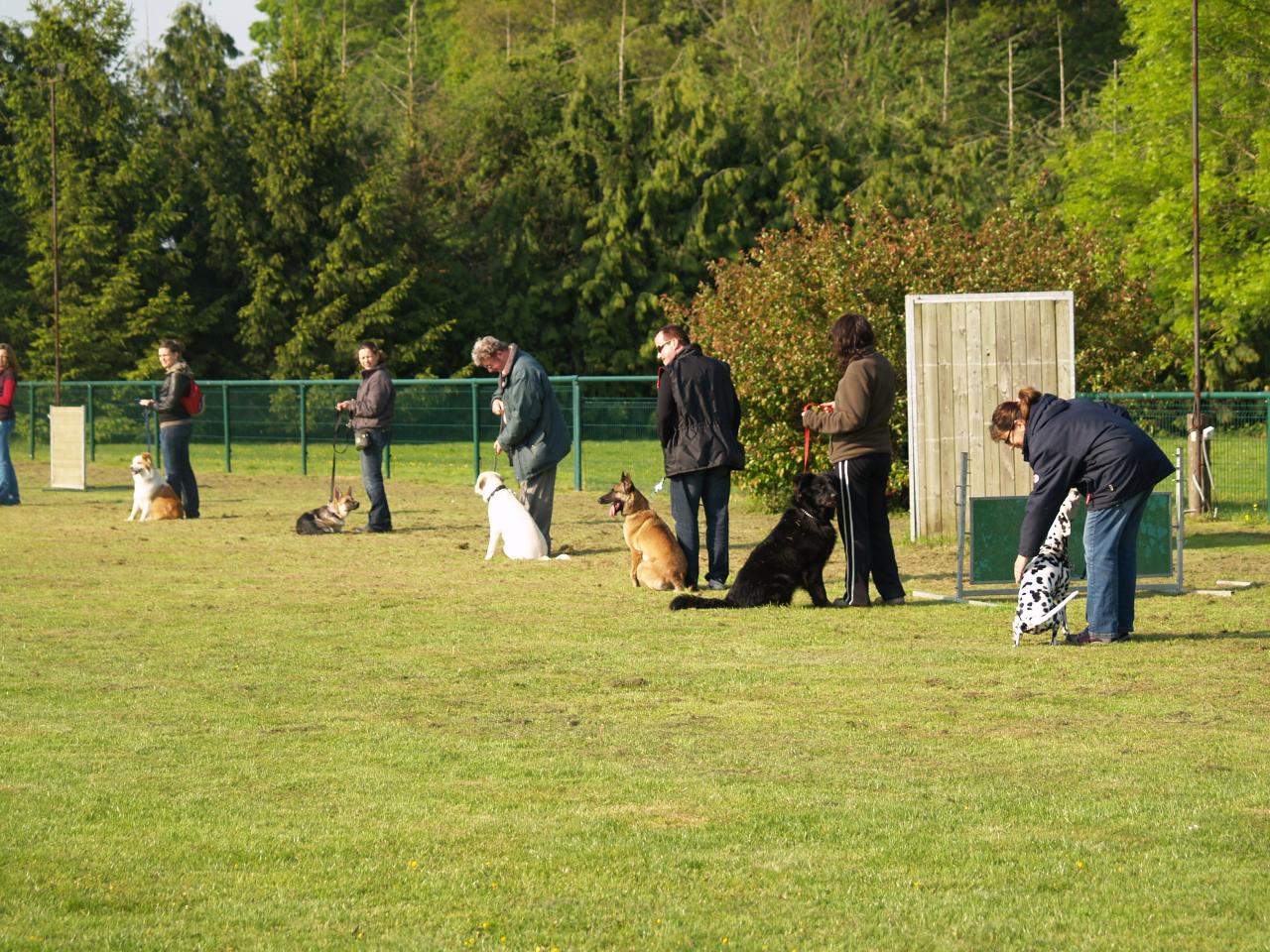 éducation canine