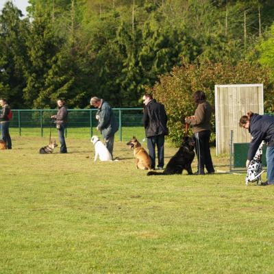 éducation canine