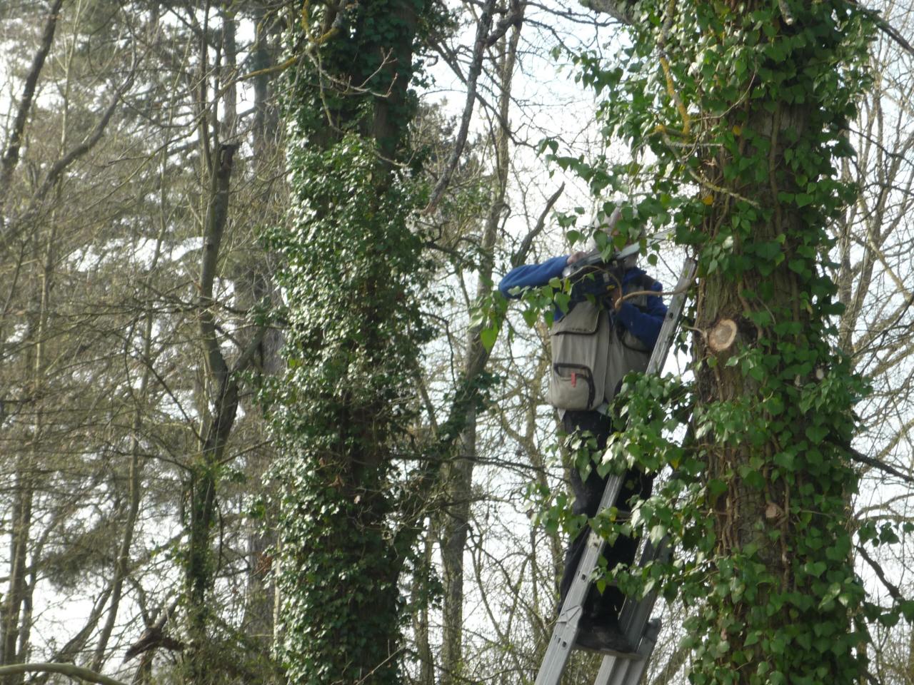 Bernard dans les branches