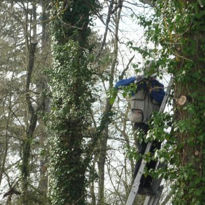 Bernard dans les branches