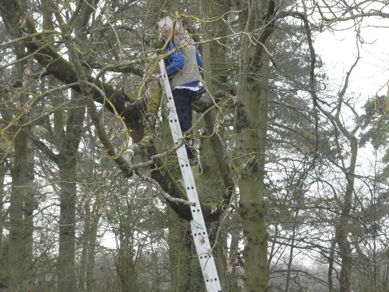 Bernard dans les branches