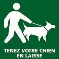 Chien en laisse 1