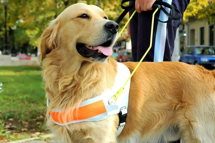 Chien assisatance 1