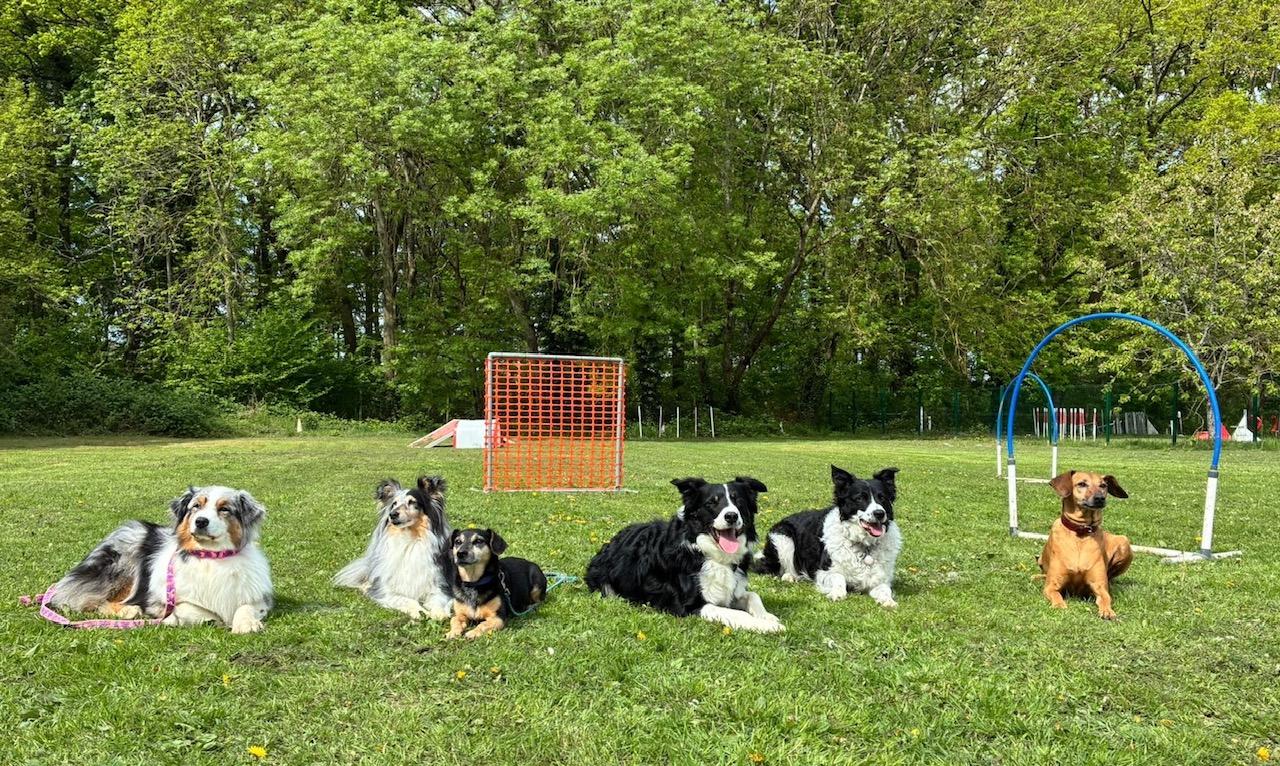 Chiens hoopers couche 180426